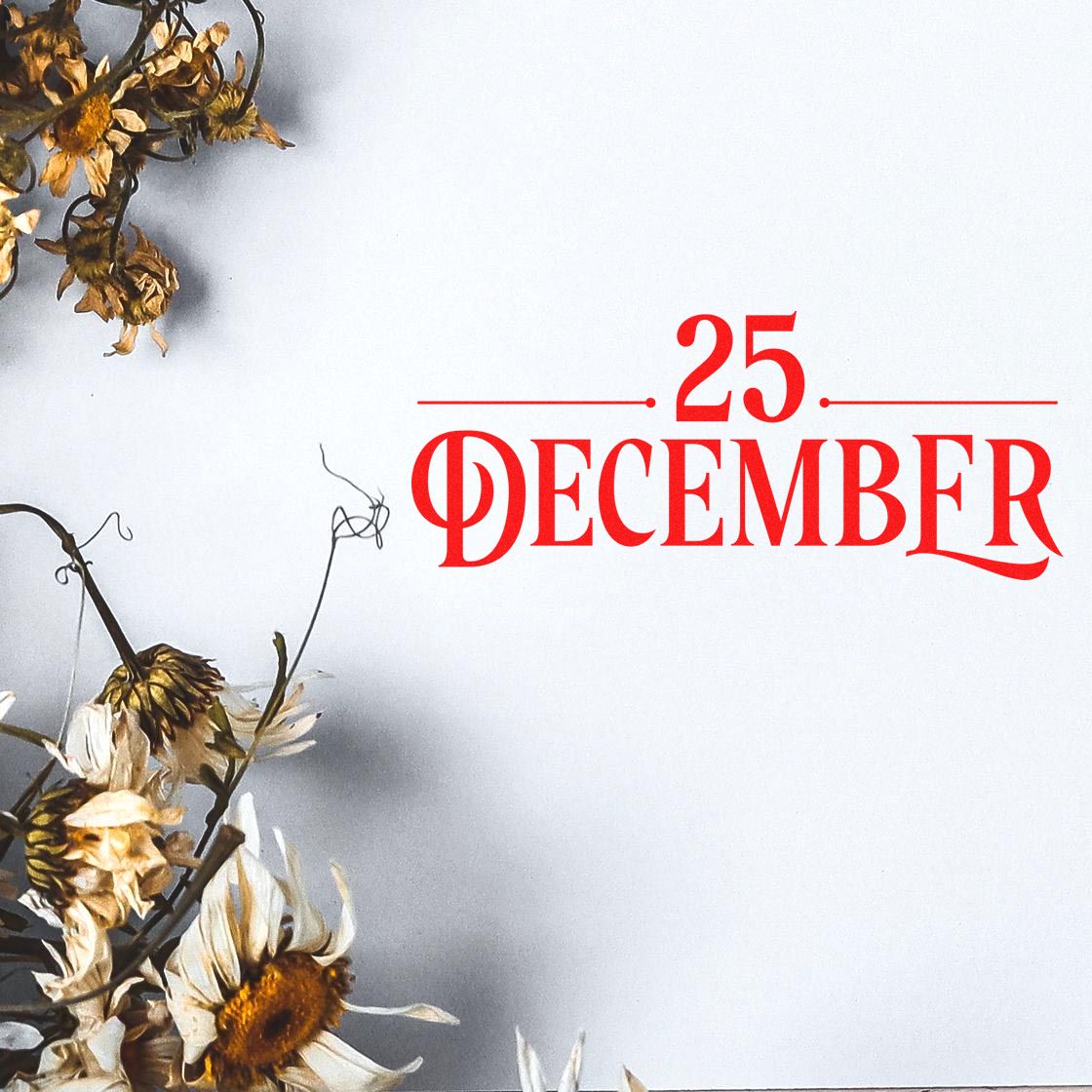 Red 25 December stamp and seal design with dried gold and white flowers on a white background.